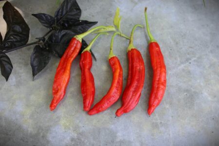 Aji Minas Gerais