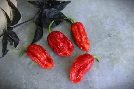 7 Pot Katie