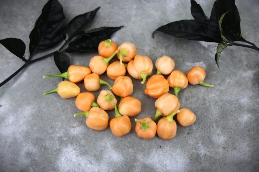 Orange Cluster Habanero-frukter växande i täta kluster