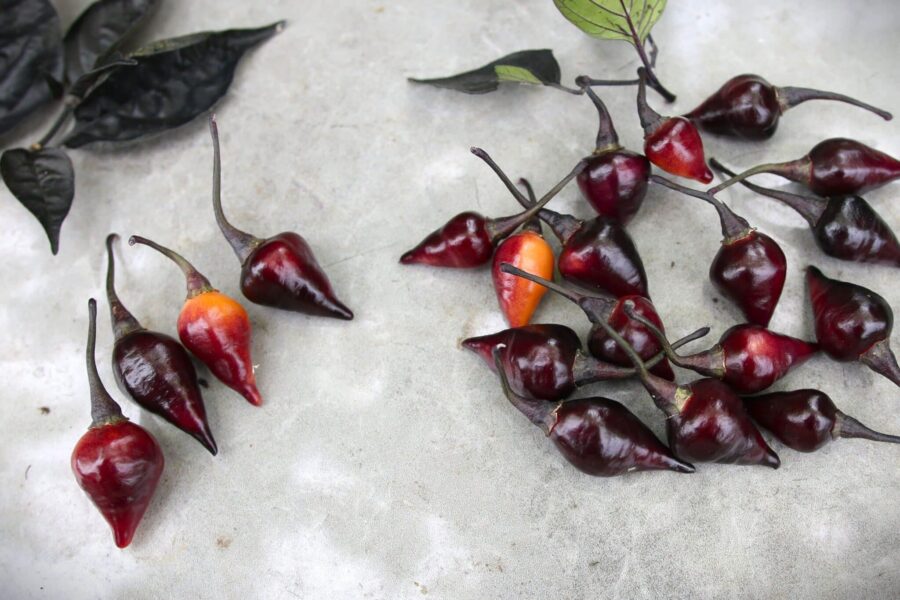 Glansiga svartlila Biquinho Black-chilifrukter