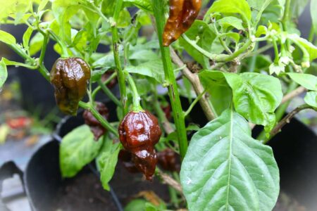 7 Pot Douglah