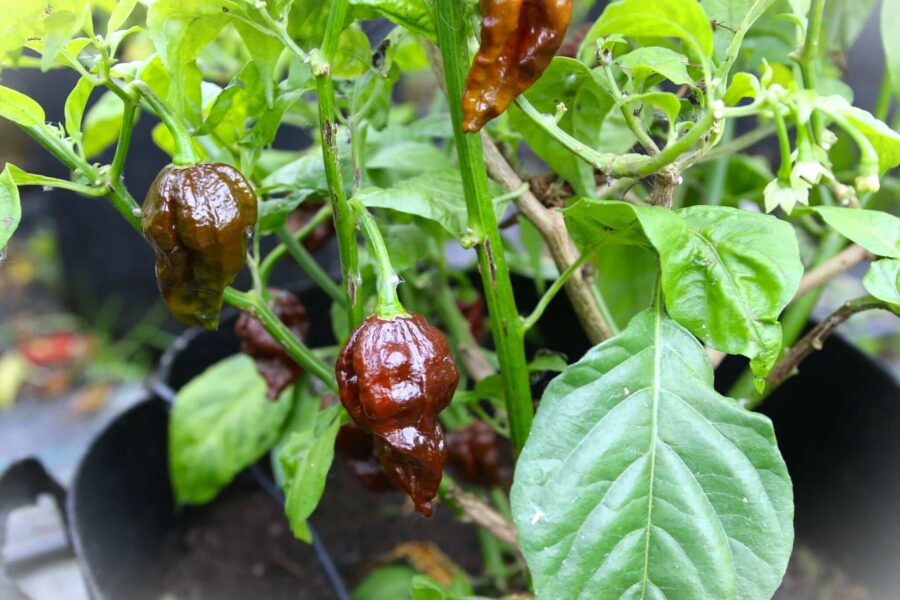 Chokladbruna 7 Pot Douglah-frukter med skrynklig textur