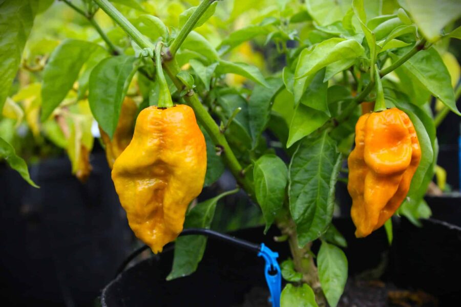 Senapsfärgade Bhutlah Mustard-chilifrukter