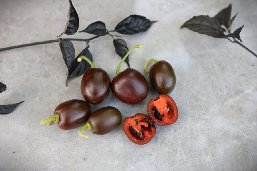 Bruna Rocoto Mini Brown-chilifrukter med äppelliknande form