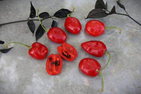 Rocoto La Paz Rojo