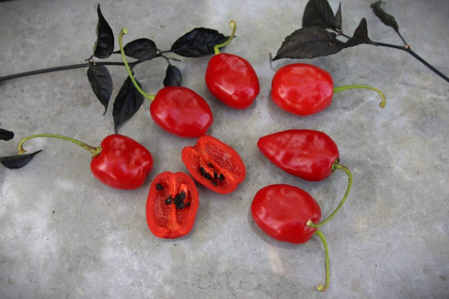 Mogna röda Rocoto La Paz Rojo-chilifrukter med karaktäristisk tjock vägg