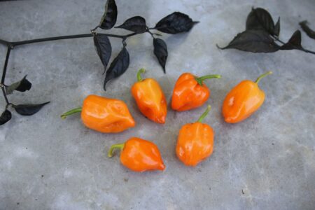 Habanero Mexican Orange