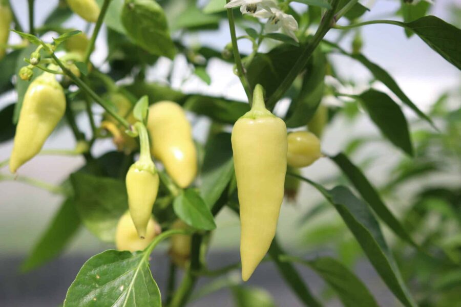 Gulgröna och röda Santa Fe Grande-chilis redo för rostning