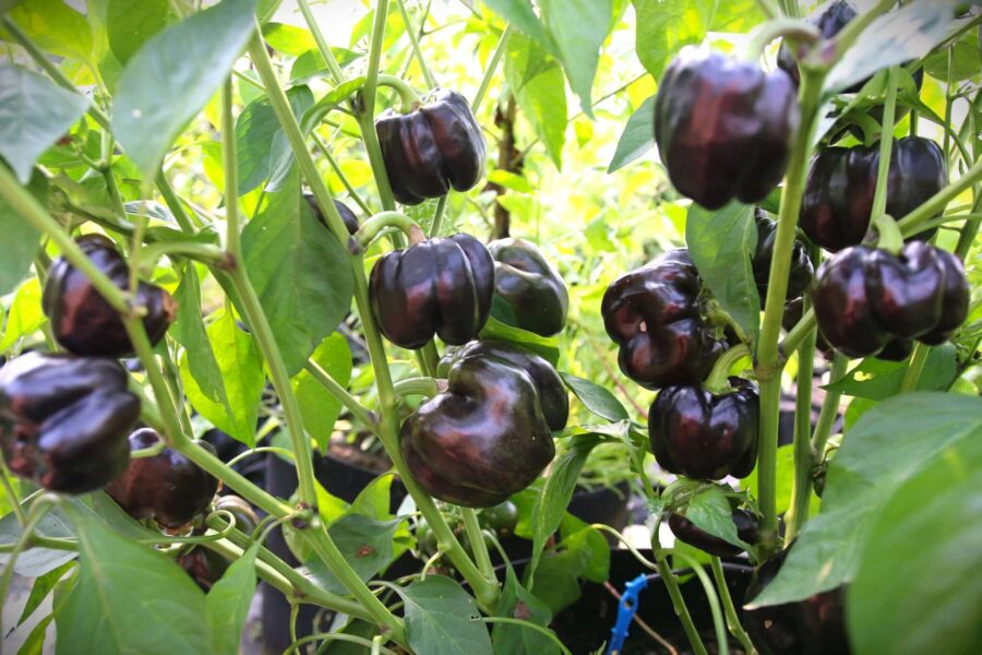 Mörka purpurfärgade Andromeda-chilifrukter på kompakt planta