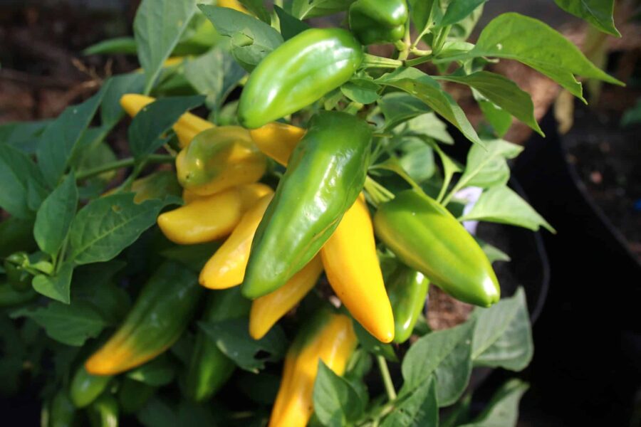 Citrongula Lemon Dream-paprikor mot grön bladbakgrund