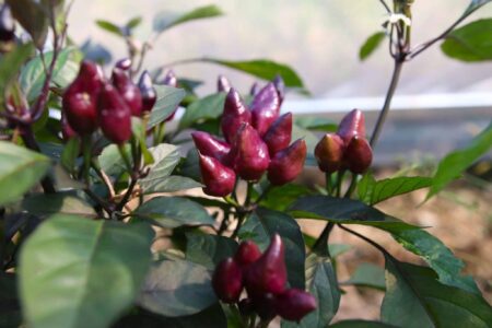 Pimenta Moranga