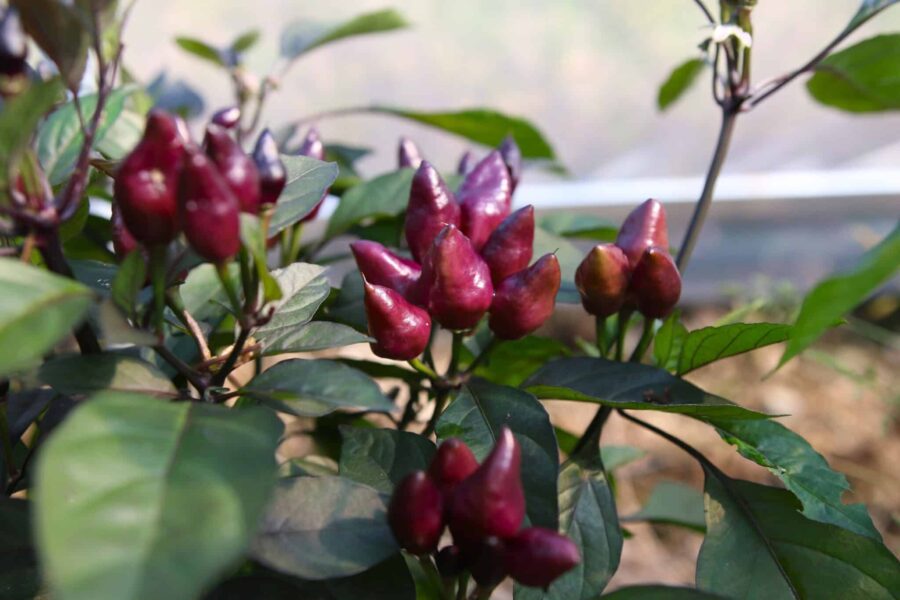 Brunröda Pimenta Moranga-frukter på plantan