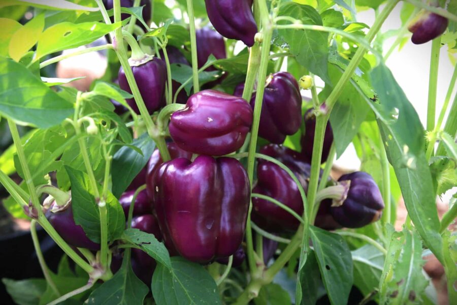Mogna svartröda Oda-chilifrukter på kompakt planta