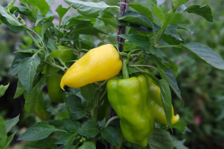 Stora citrongula Jalapeno Lemon Giant-frukter på chiliplantan