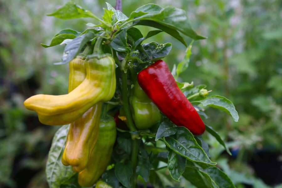 Röda och gröna BadFish-chilifrukter på plantan
