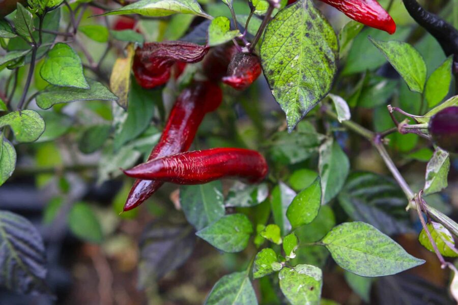 Randiga Jalapeno Tiger-frukter i flera färger på chiliplantan