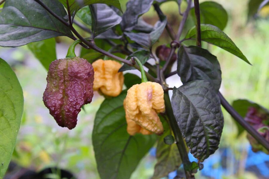 Reaper Purple Peach-chilifrukter i lila och persika toner