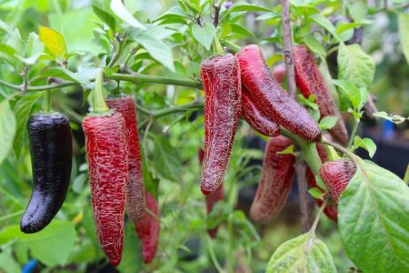 Jalapeno Black