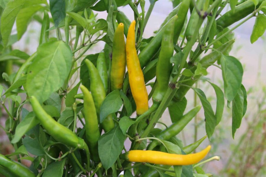 Gula Kristián-chilifrukter på en grön chiliplanta