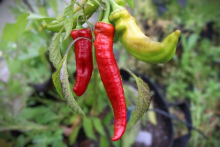 Jalapeno Chernobyl