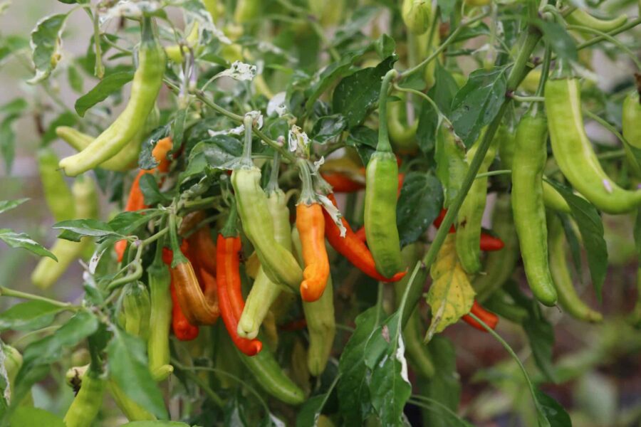 Intergalactic-chiliplanta med vitbrokiga blad och orange frukter