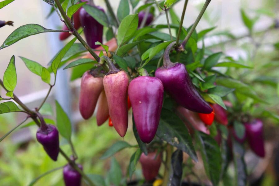 Jalapeno Multicolor-planta med gröna, lila och röda frukter samtidigt