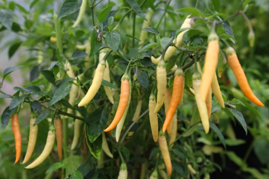 Orange Fifi Tabasco Peach-chilifrukter på plantan