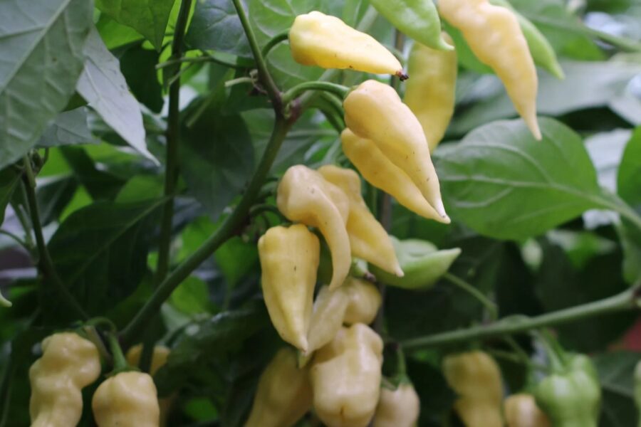 Cremevita Bhut Jolokia White-frukter med karaktäristisk skrynklig yta