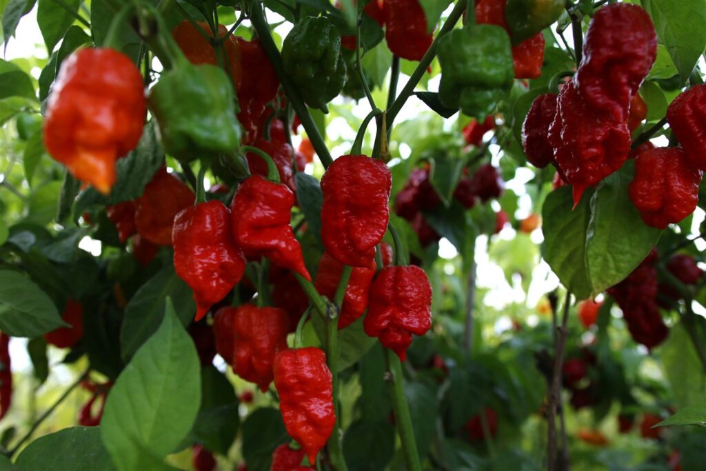 Mogna röda chilifrukter på plantan