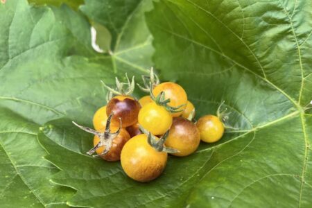 Indigo Gold Berries