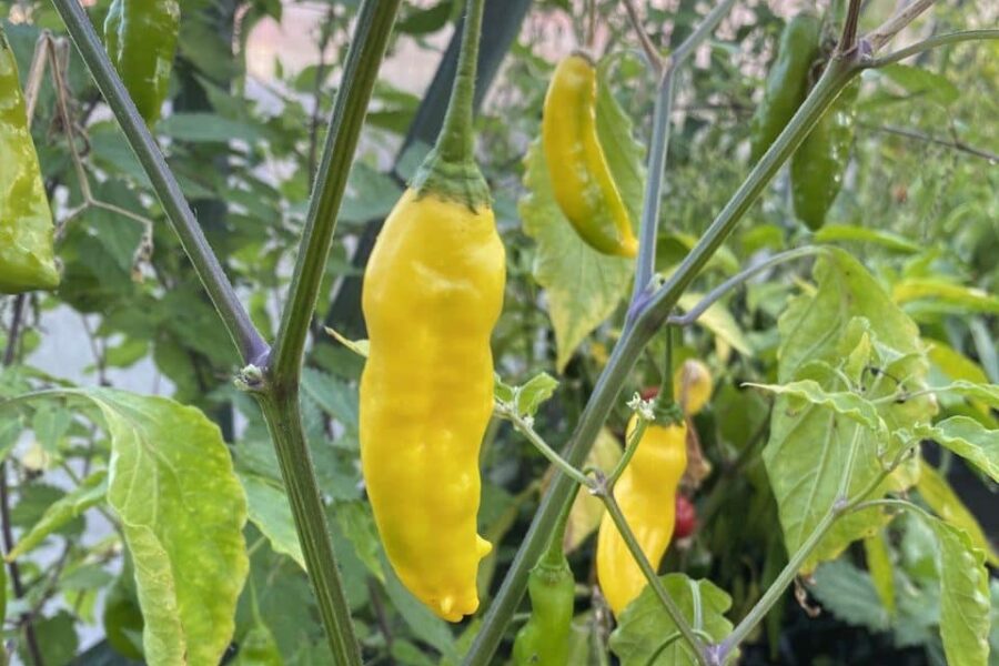 Citrongula hornformade Aji Lemon Horn-chilifrukter