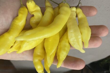 Aji Melocoton Yellow