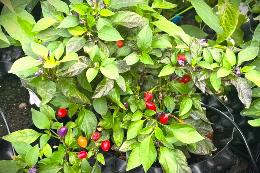 Bolivian Rainbow med frukter i flera färger på samma planta