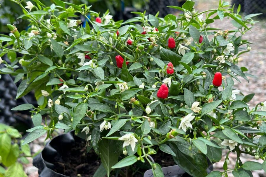 Små röda Zimbabwe Bird chilifrukter pekande uppåt på plantan