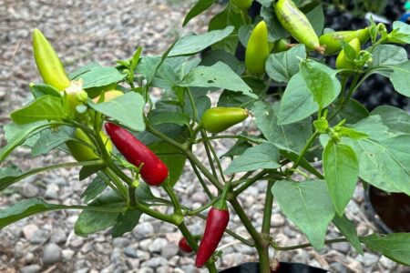 Aji Corita