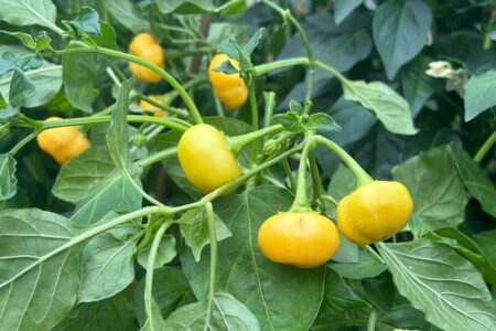 Apricot Apple