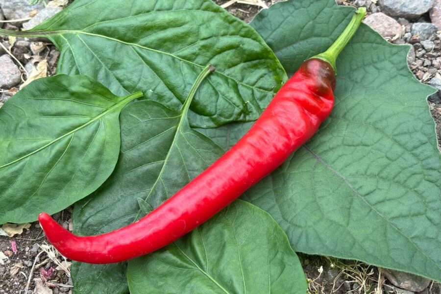 Långa röda Jimmy Nardello-pepparfrukter