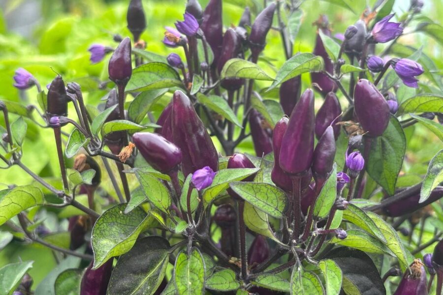 Filius Blue-chili med blålila och röda frukter