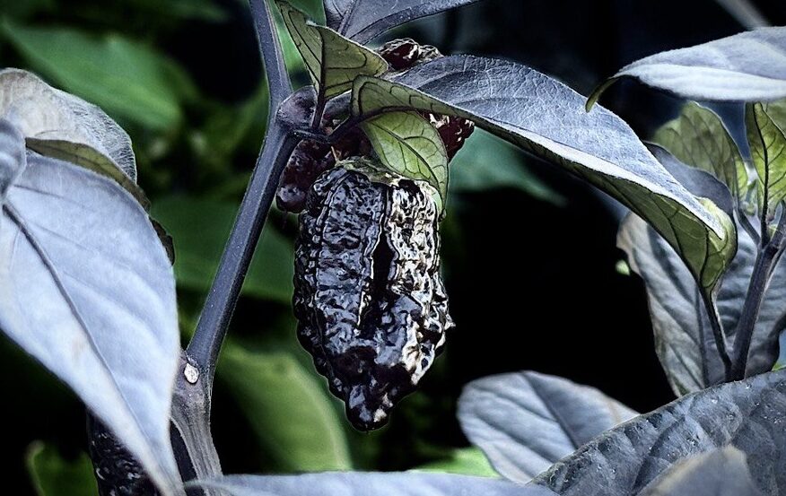 Rödvioletta Orion-chilifrukter med mörk färg