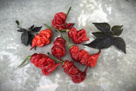 Carolina Reaper x T-rex