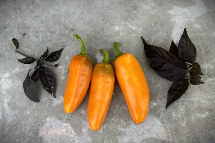 Orangea Jalapeno Orange Spice-frukter med klassisk jalapeñoform