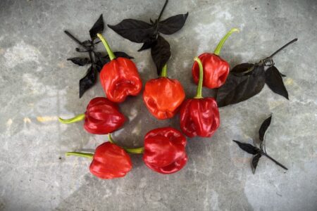 Habanero St. Martin