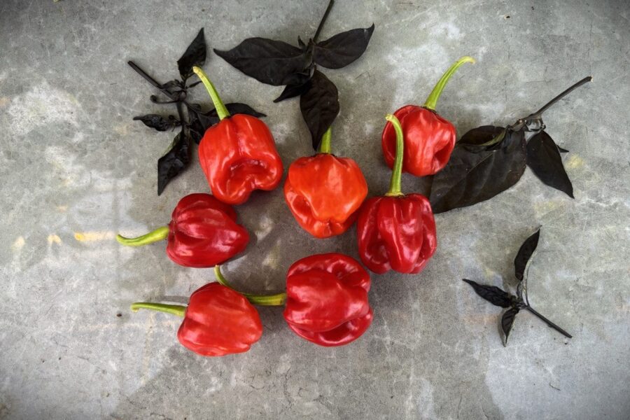 Röda Habanero St. Martin-frukter från Karibien