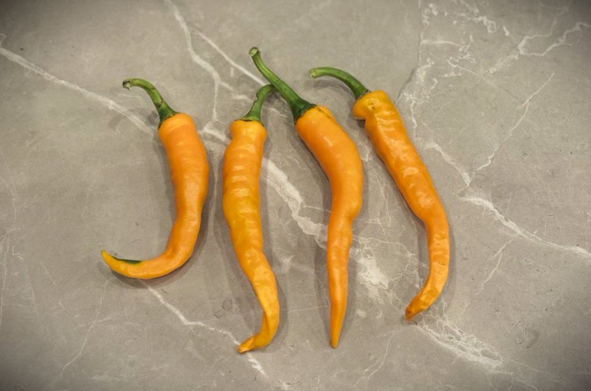 Långa orange Cayenne Orange-chilifrukter för torkning