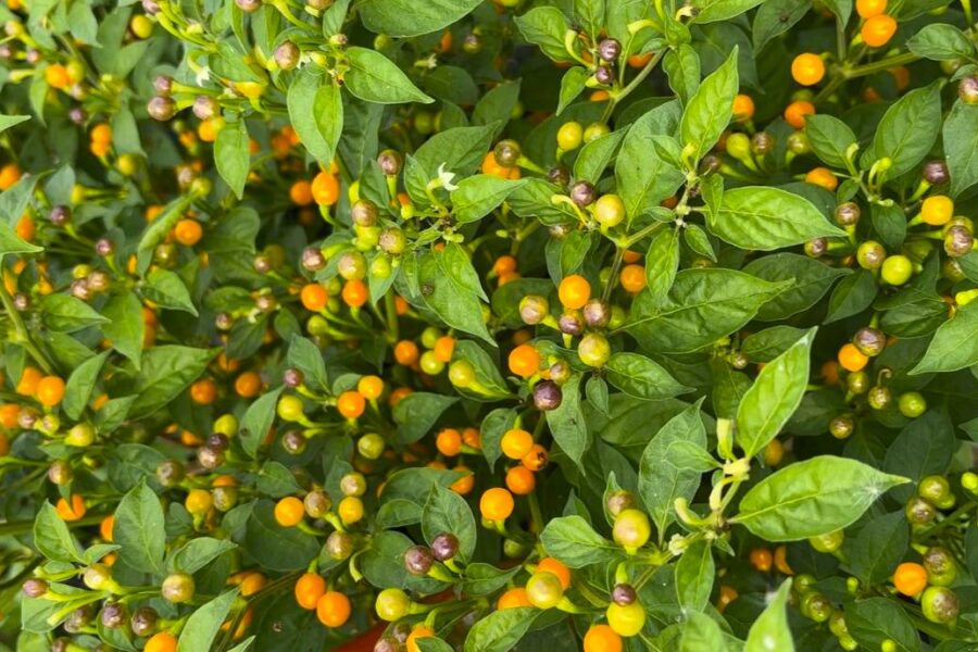 Små klargula Aji Charapita-chilifrukter i ärtstorlek