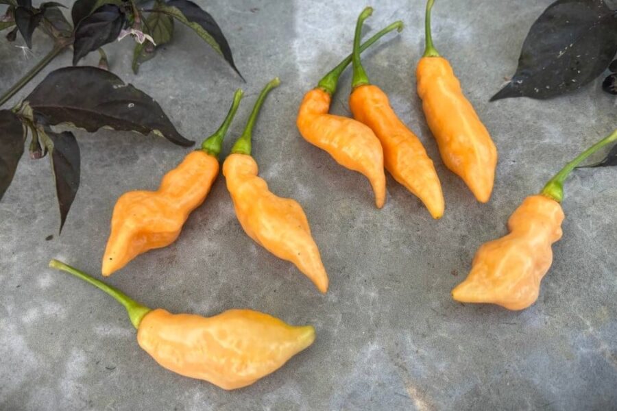 Persikofärgade Pimenta Moranga Peach Cross-frukter