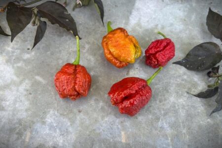 Carolina Reaper Caramel