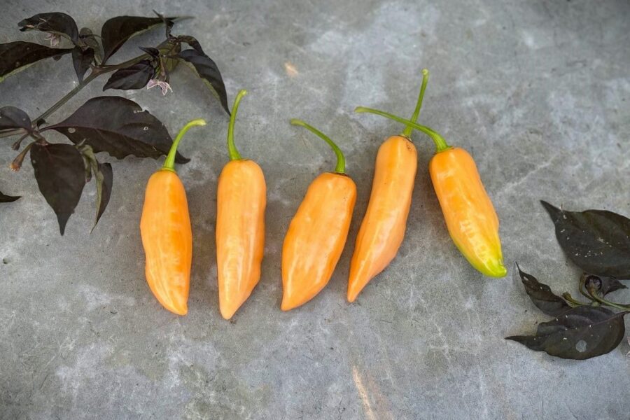 Orange Pimenta de Cheiro do Norte-frukter i kluster
