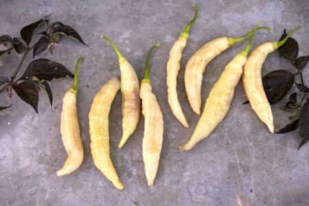 Aji Unicorn