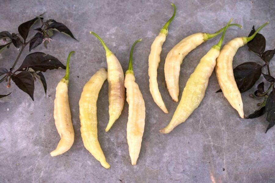 Spiralformade vitgula Aji Unicorn-chilifrukter